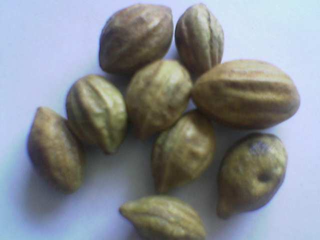Myrobalan